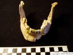 L_V20d5026 A16.96 R814 lR ta mandible